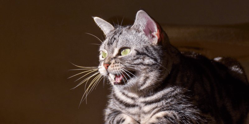 The Chattering Jaw