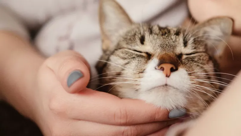 The Contented Sigh