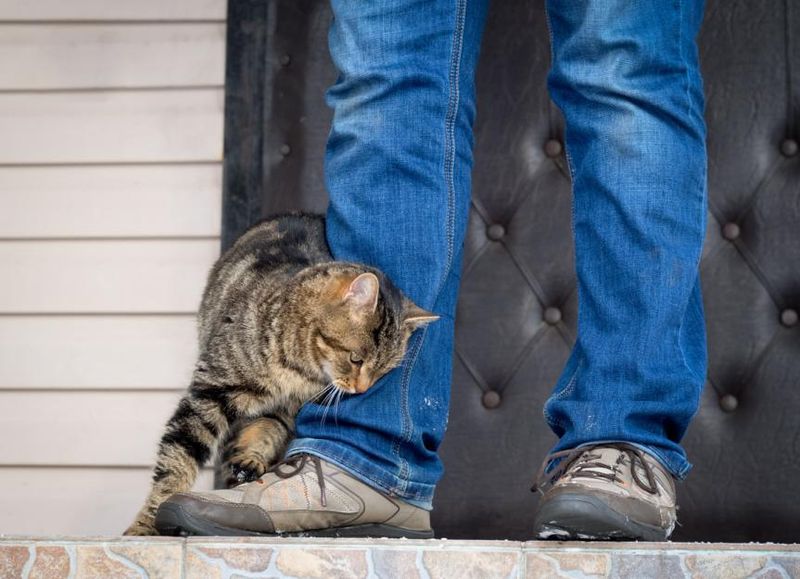 The Cozy Nudge