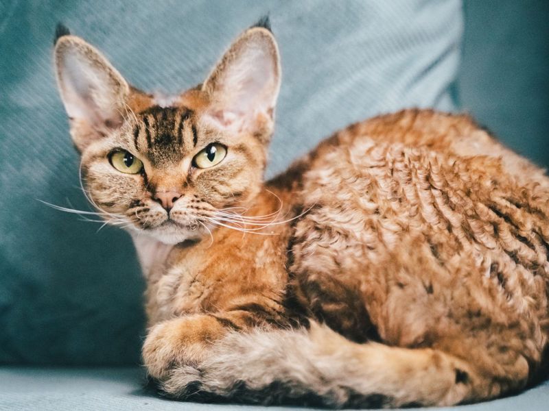 The Devon Rex