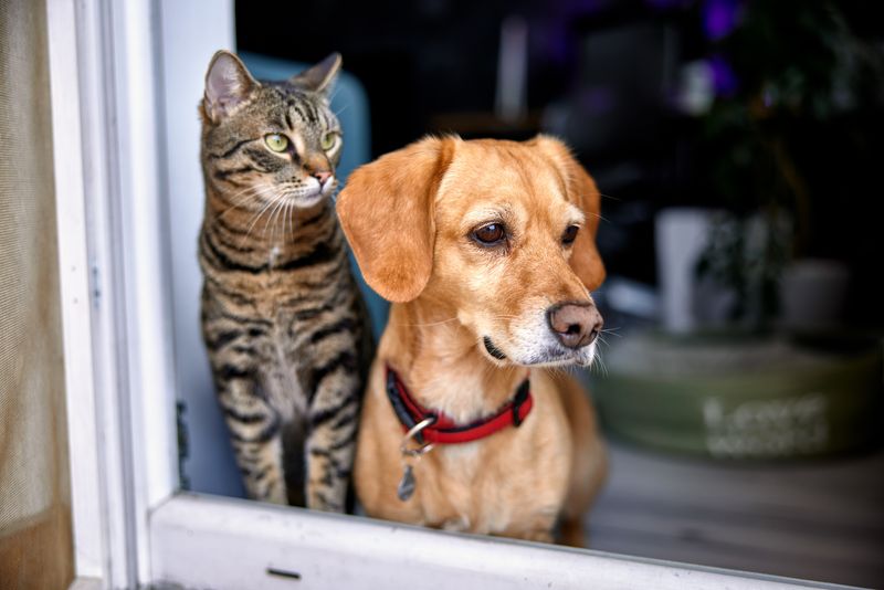 The Dog Person Who Wants Cat Obedience