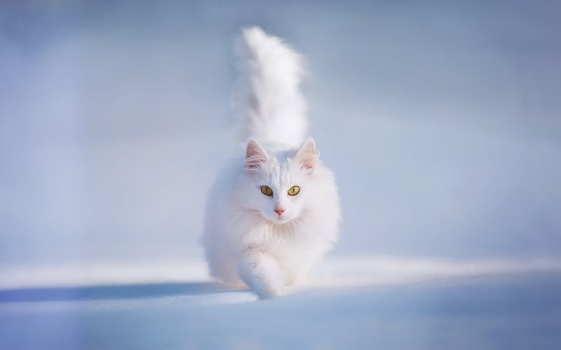 The Elegance of Simplicity