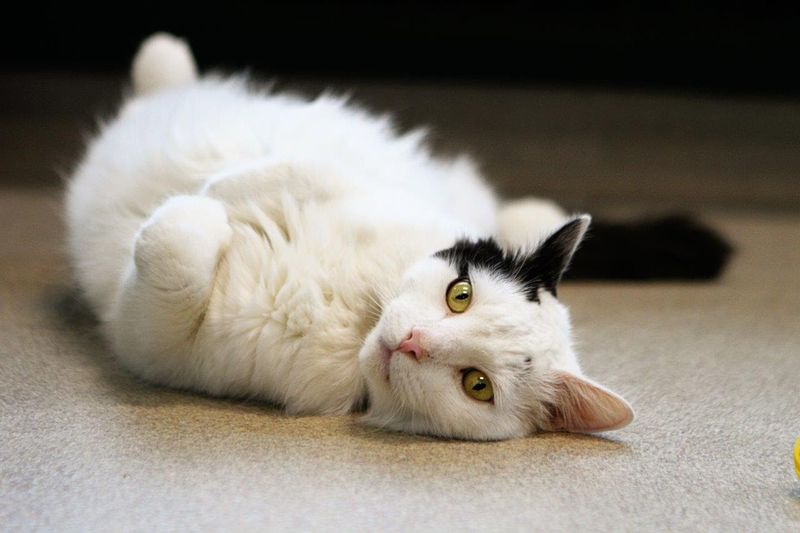 The Exposed Belly Trap