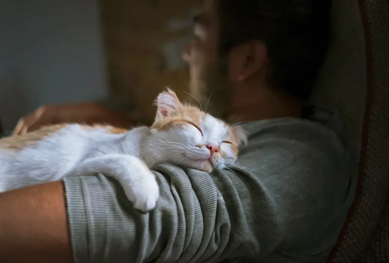 The Final Purr