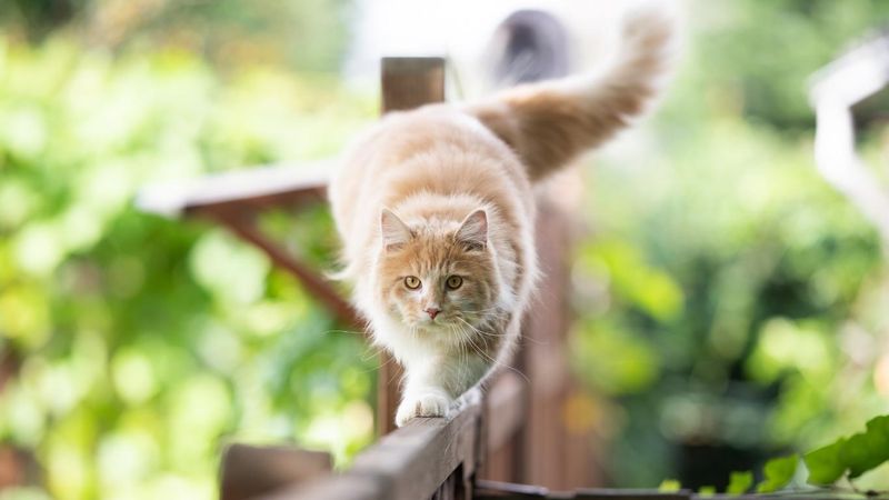 The Garden Stalker
