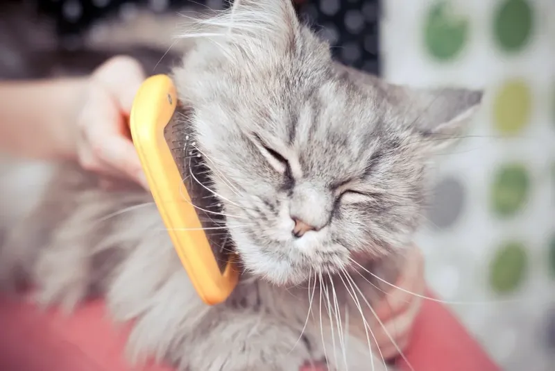 The Gentle Touch of Grooming