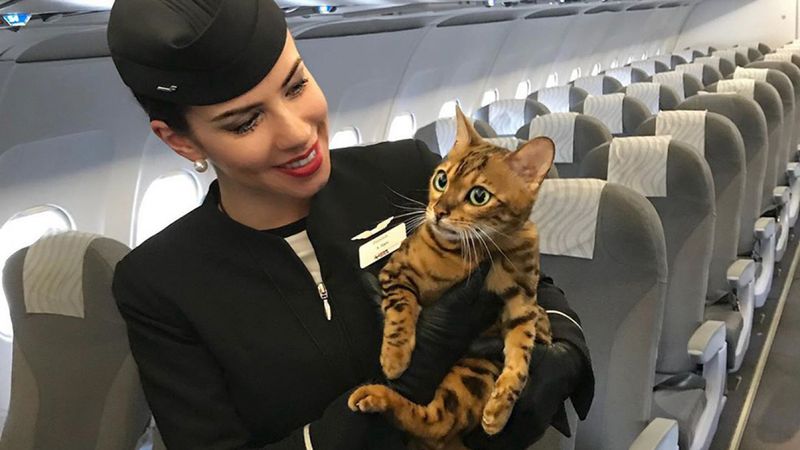 The Helicopter Pet Parent