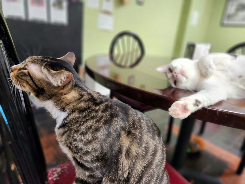 The Kitty Beautiful – Orlando, FL