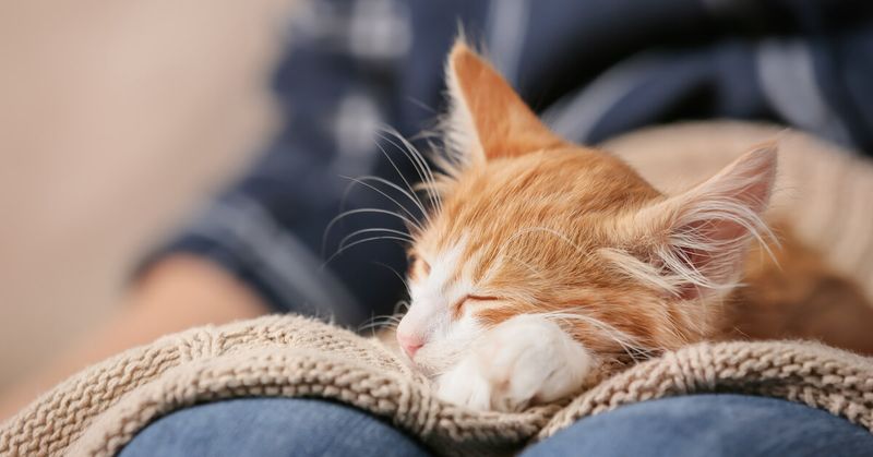 The Lap Warmer