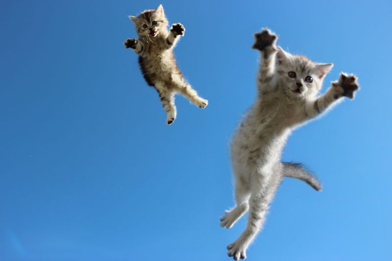 The Leaping Athlete