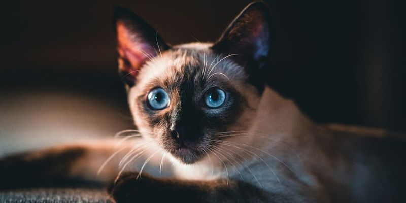 The Legend of the Kinked Tail