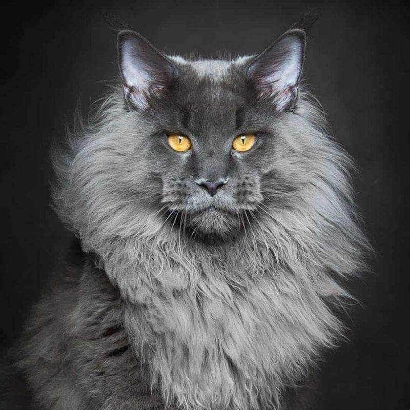 The Maine Coon