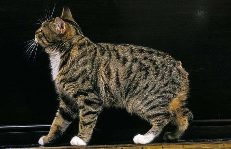 The Manx Cat