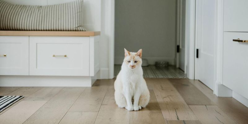 The Minimalist