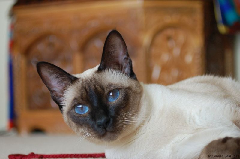 The Modern vs. Traditional Siamese Debate