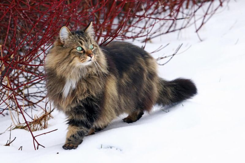 The Norwegian Forest Cat