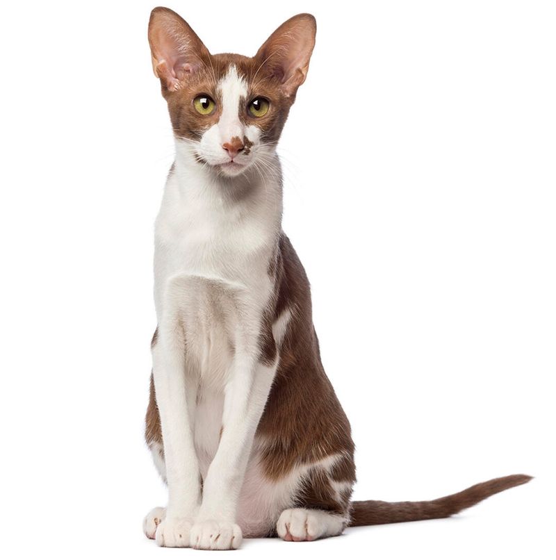 The Oriental Shorthair
