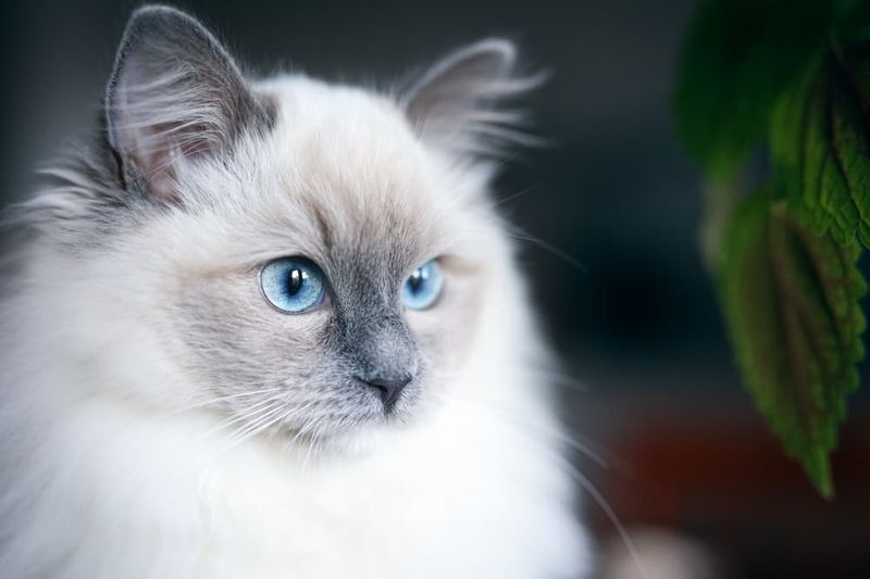 The Perfect Blend of Two Royal Breeds