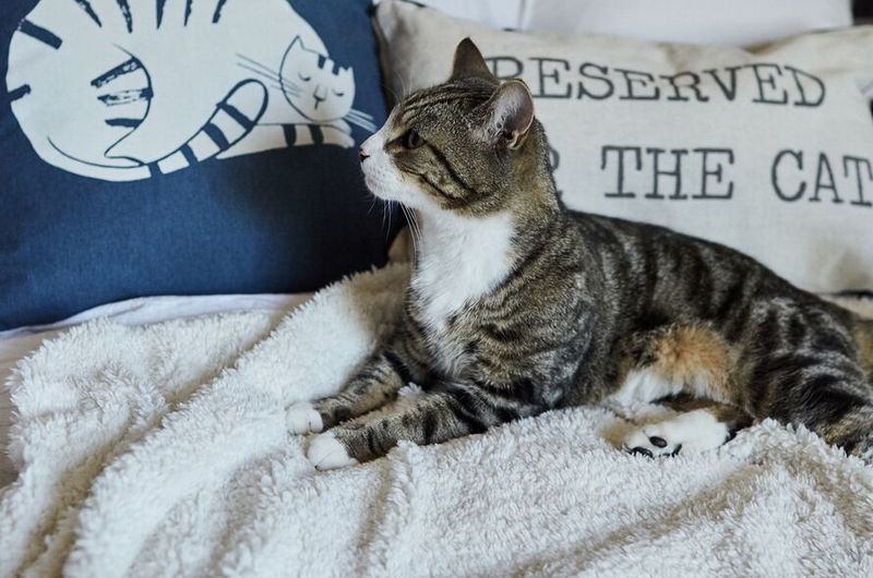 The Perfectionist Housekeeper