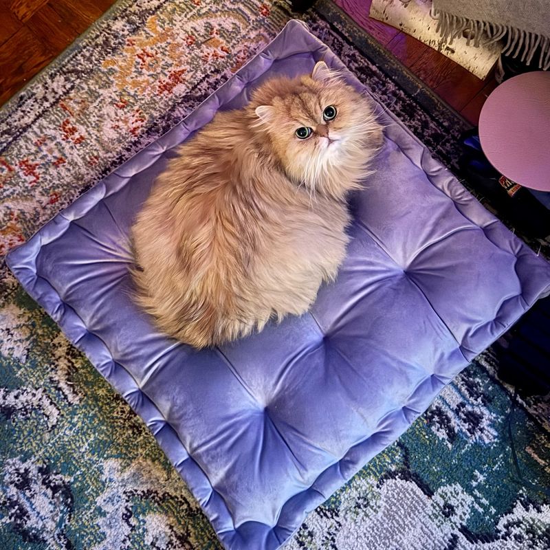 The Persian Cat
