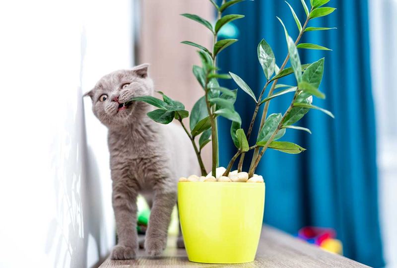 The Plant Enthusiast