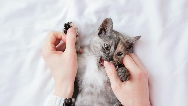 The Playful Paw