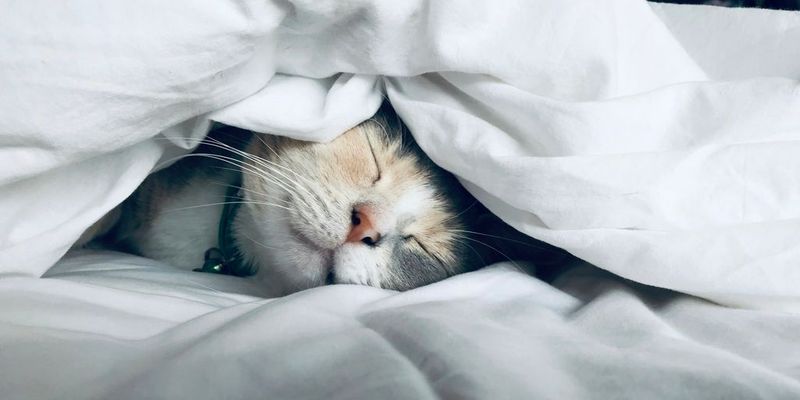 The Power of Restorative Sleep