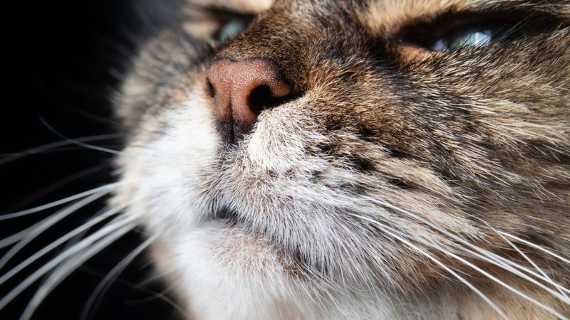 The Science of Feline Olfaction