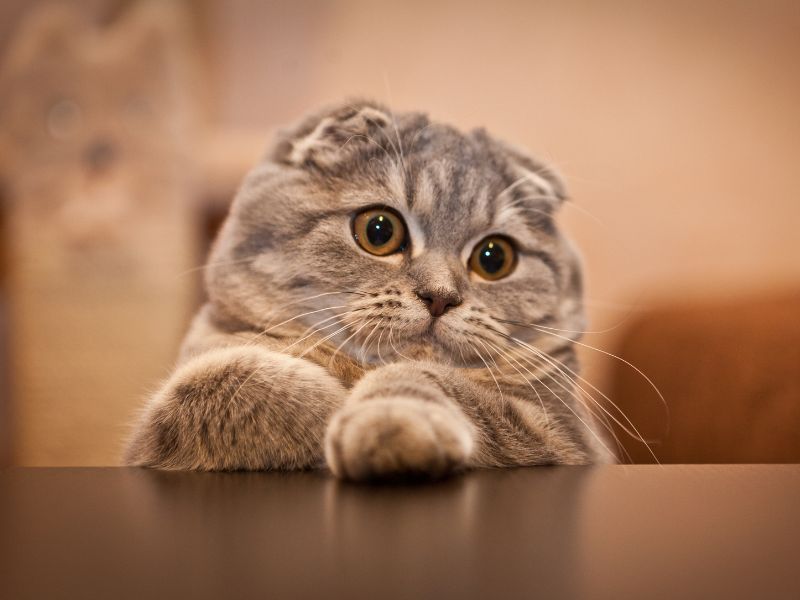 The Scottish Fold