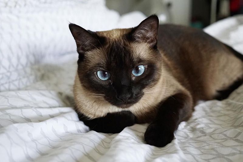 The Siamese Cat