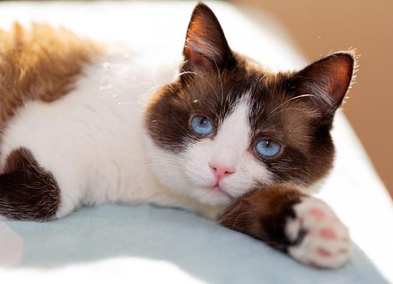The Snowshoe Cat
