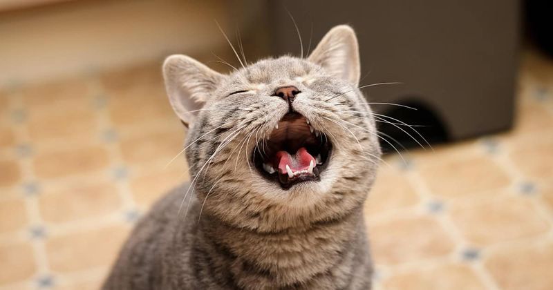 The Soft Meow