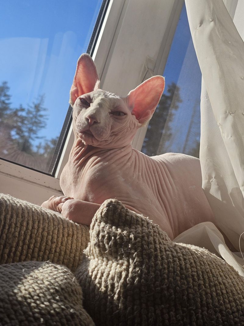 The Sphynx Cat