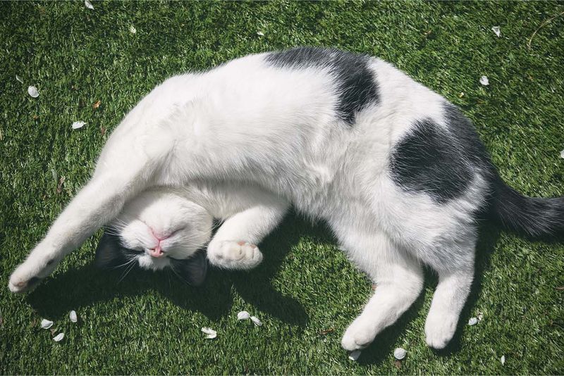 The Trusting Tummy