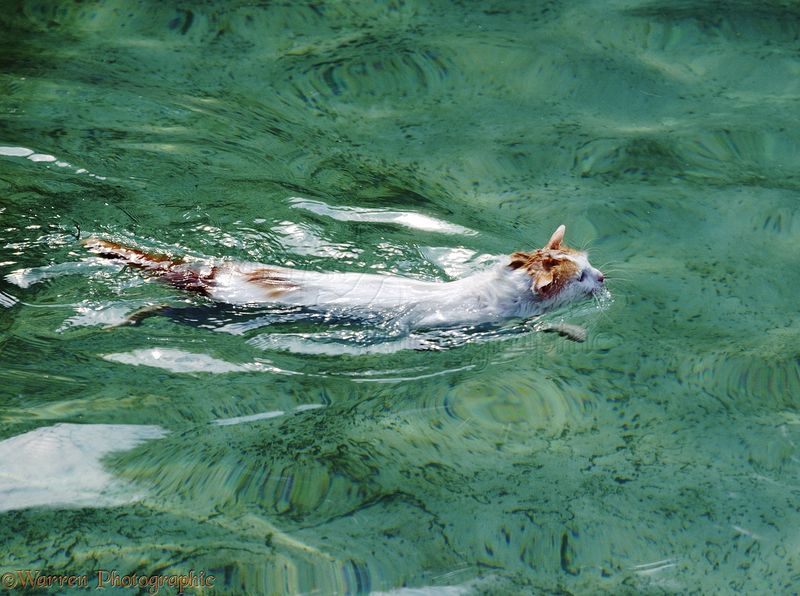 The Turkish Van