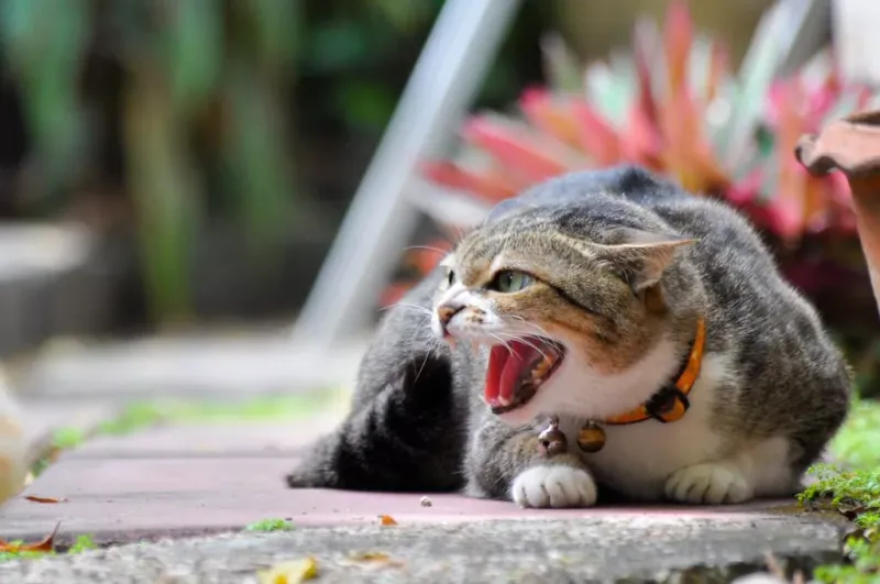 The Whisker-Back Aggression