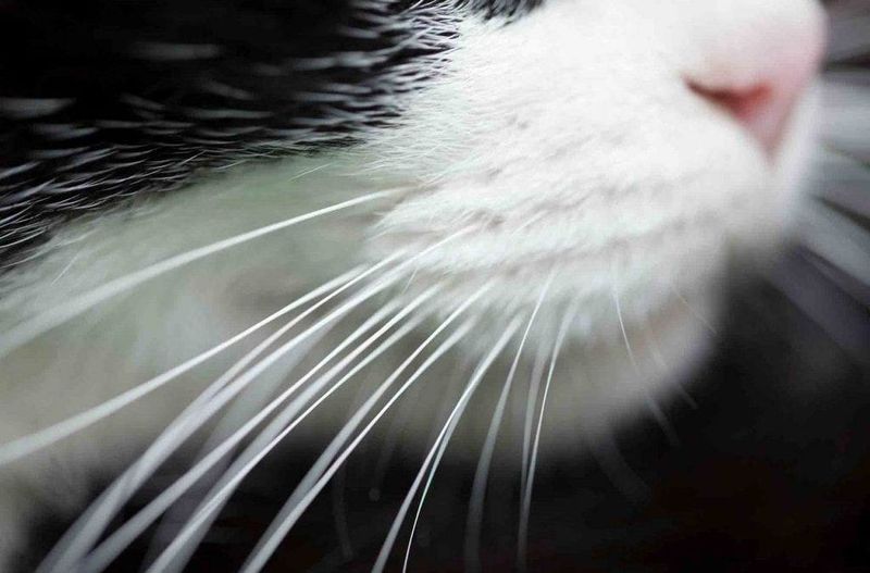 The Whisker Network