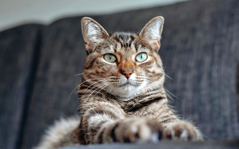 The Whisker Puff of Excitement