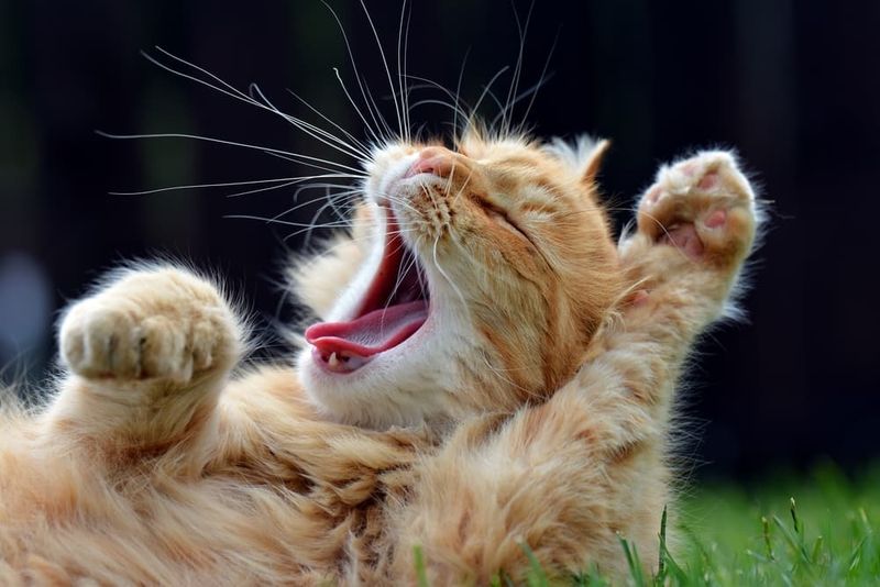 The Yawning Submission