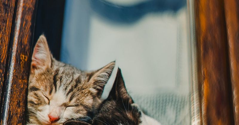 Their Favorite Napping Spots