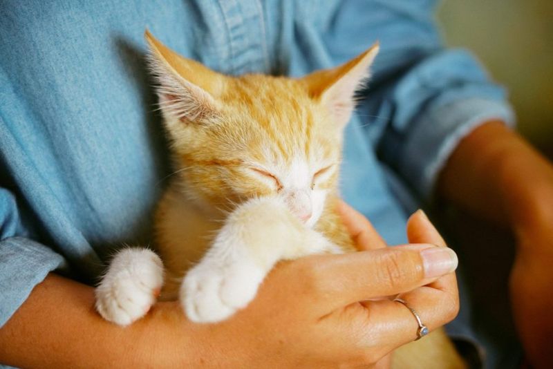 Therapeutic Companions