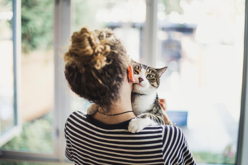 Therapeutic Effects of Purrs