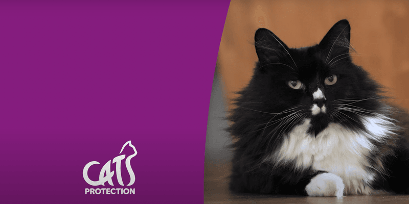 Therapy Cats for Mental Health Support