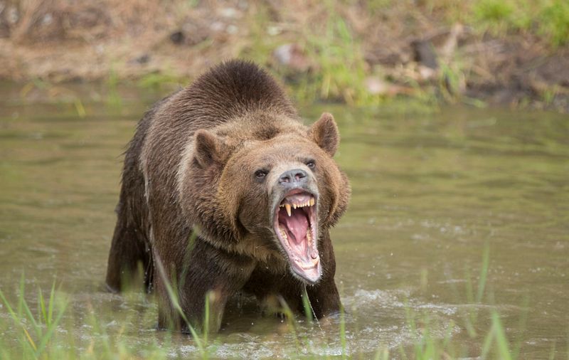 Grizzly Bears