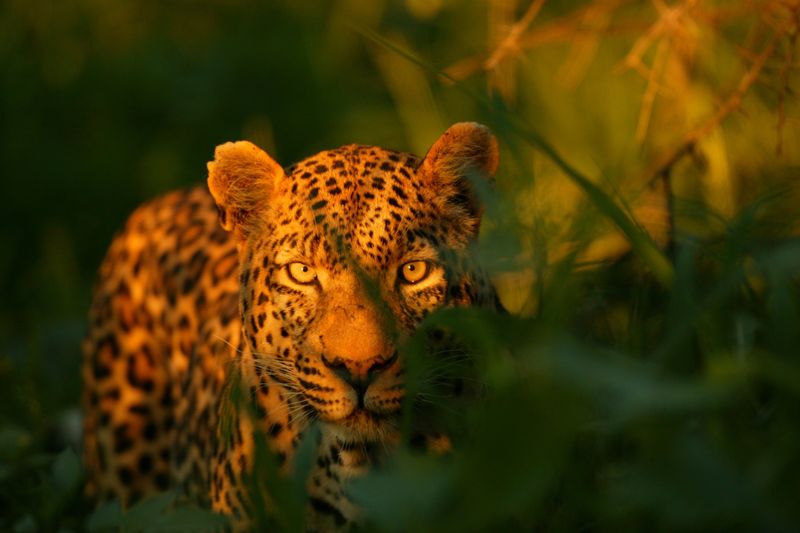 Thirst Quenching Through Hunting