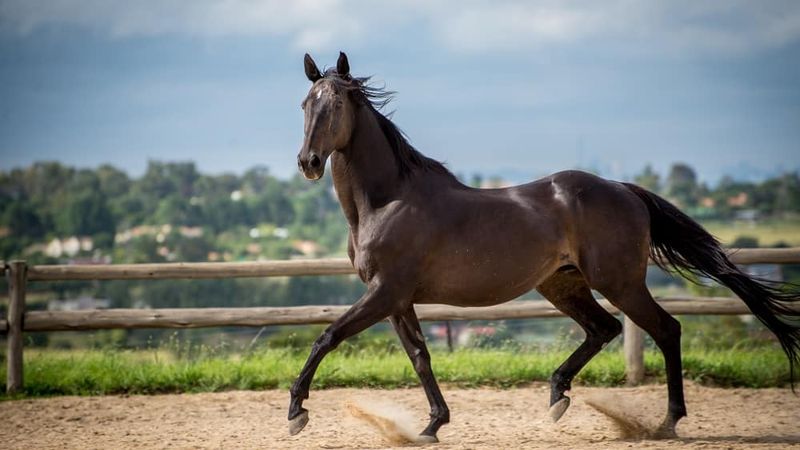 Thoroughbred Horses