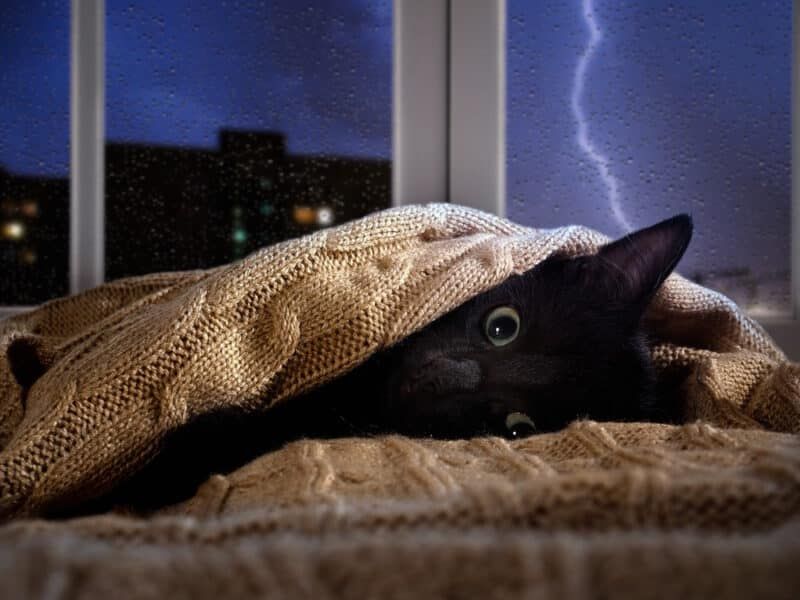 Thunderstorms