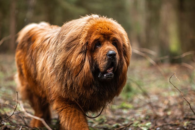 Tibetan Mastiffs