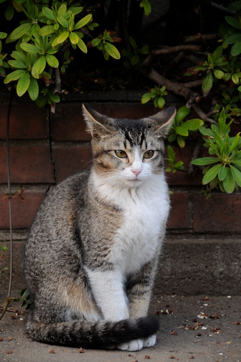 Ticked Tabby