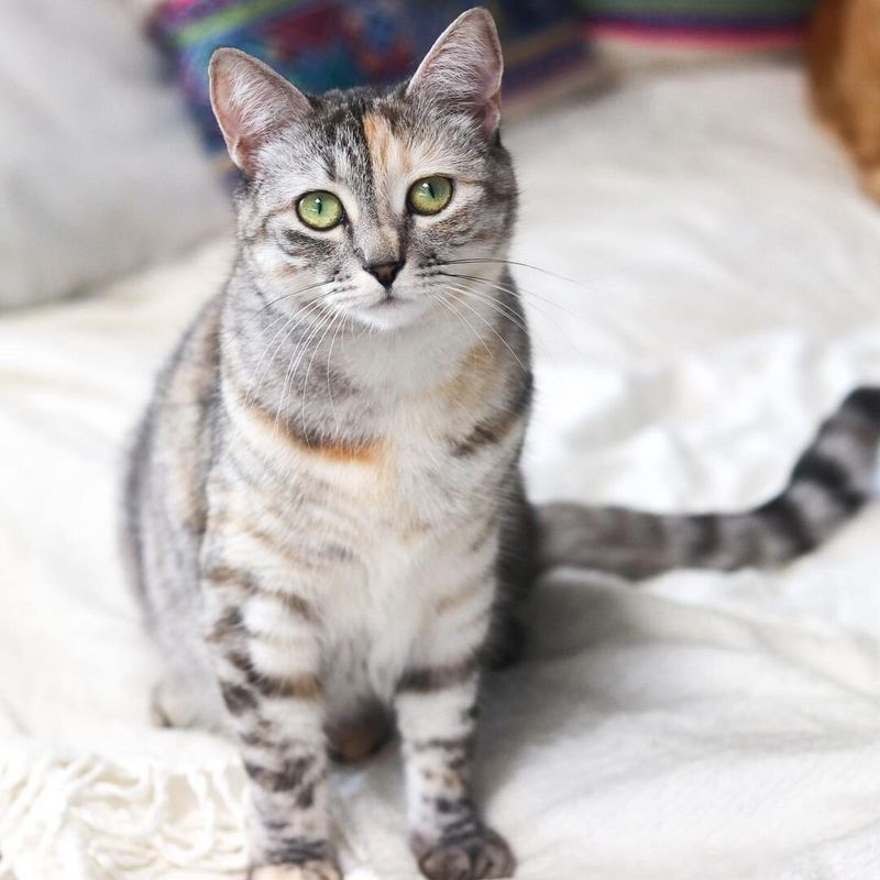 Ticked Tabby